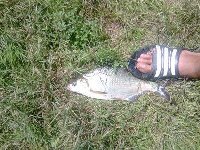 Прикрепленное изображение: Фото0699.jpg